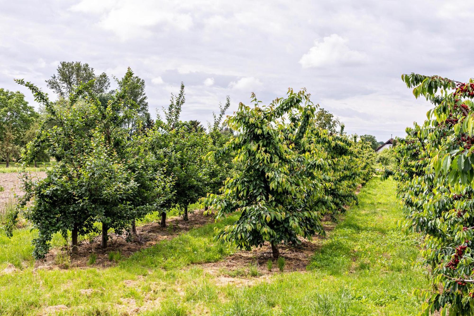 Ferienwohnung Im Obstgarten Ihringen Dış mekan fotoğraf